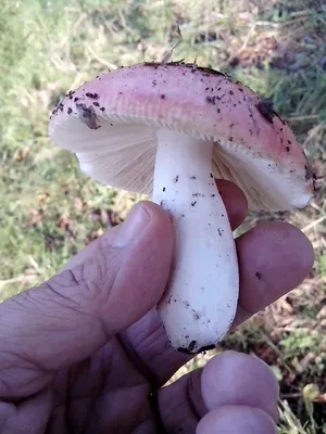Seta · Recolección