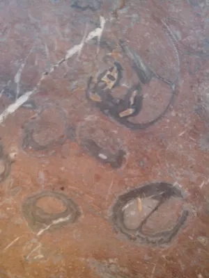 Seta · Recolección 2014 (2014)