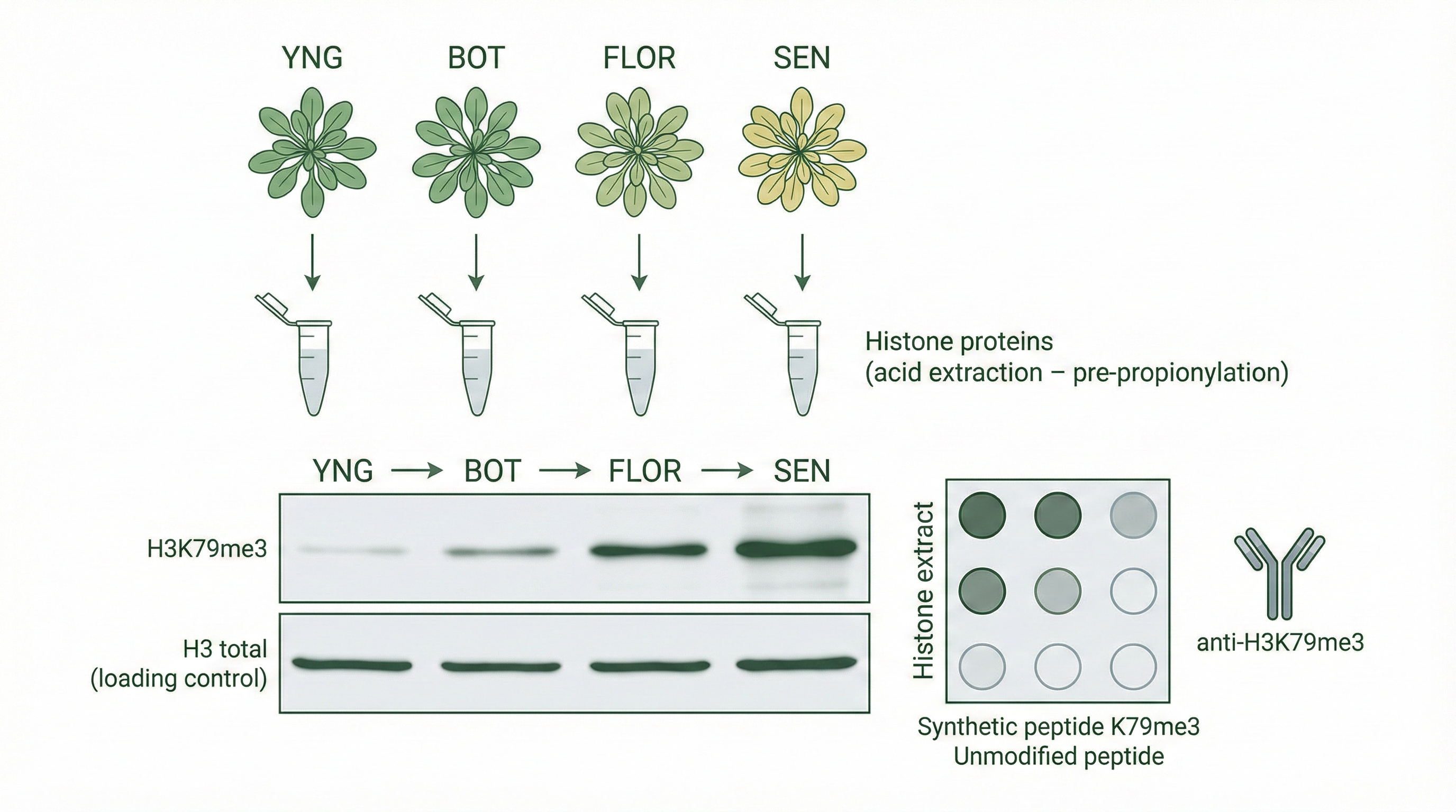H3K79me3 Western Blot across Arabidopsis developmental stages YNG, BOT, FLOR, SEN with H3 total loading control and antibody validation using synthetic peptide