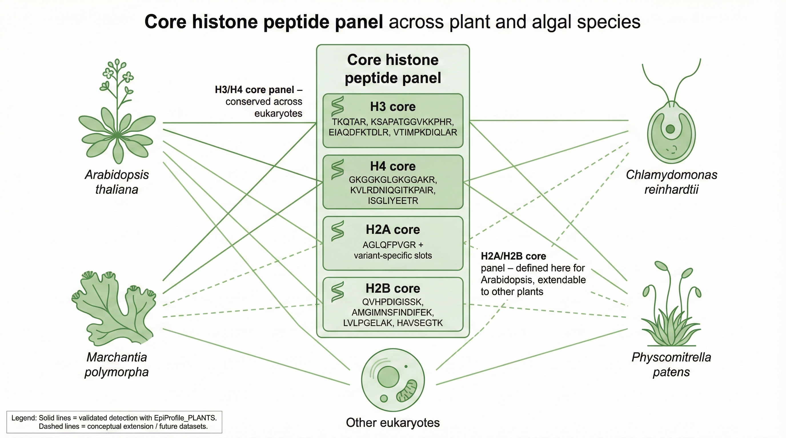 Core histone peptide panel across plant and algal species: Arabidopsis thaliana, Marchantia polymorpha, Chlamydomonas reinhardtii, and Physcomitrella patens with H3, H4, H2A, and H2B core peptide sets