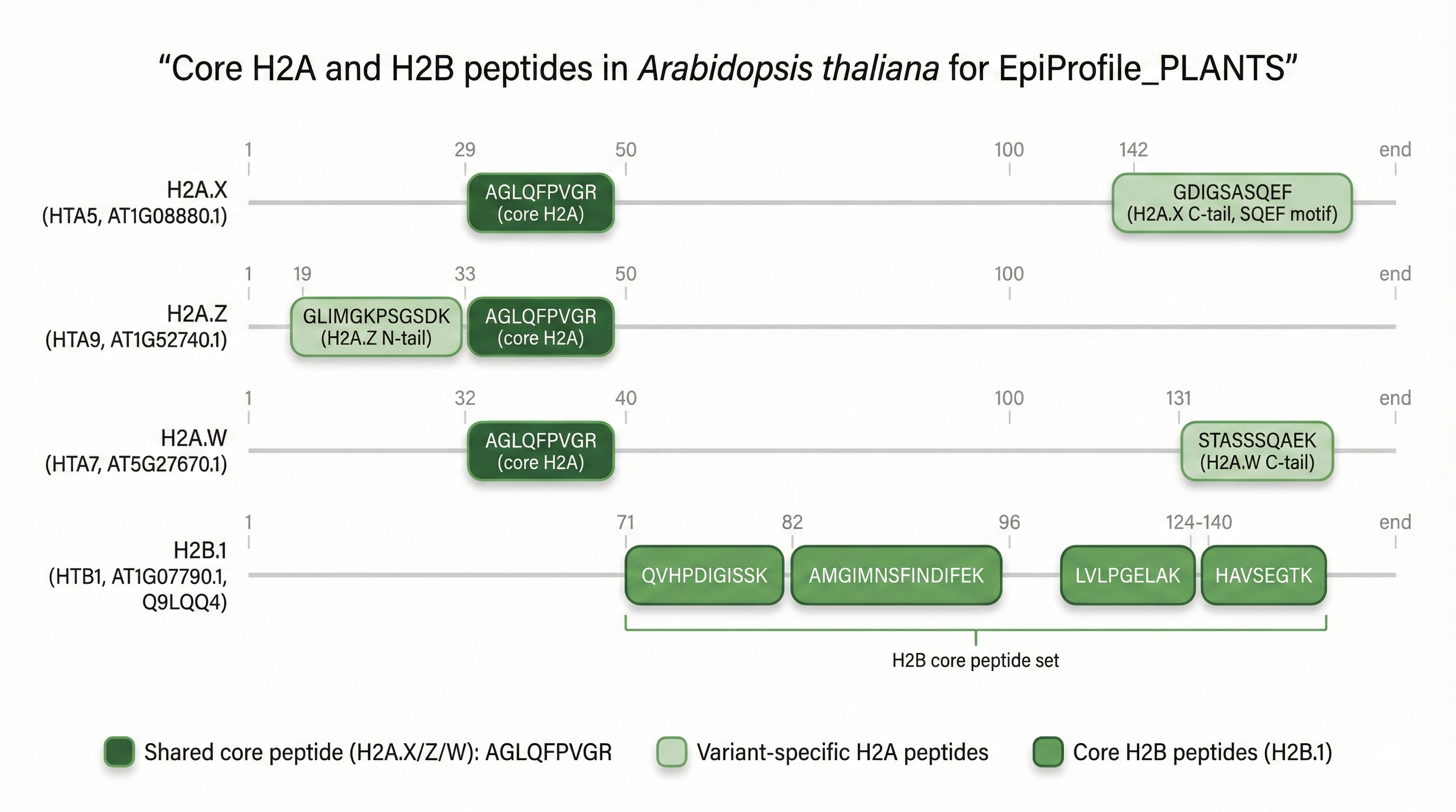 Core H2A and H2B peptide coordinate map showing H2A.X, H2A.Z, H2A.W variant-specific slots and H2B.1 core peptide positions