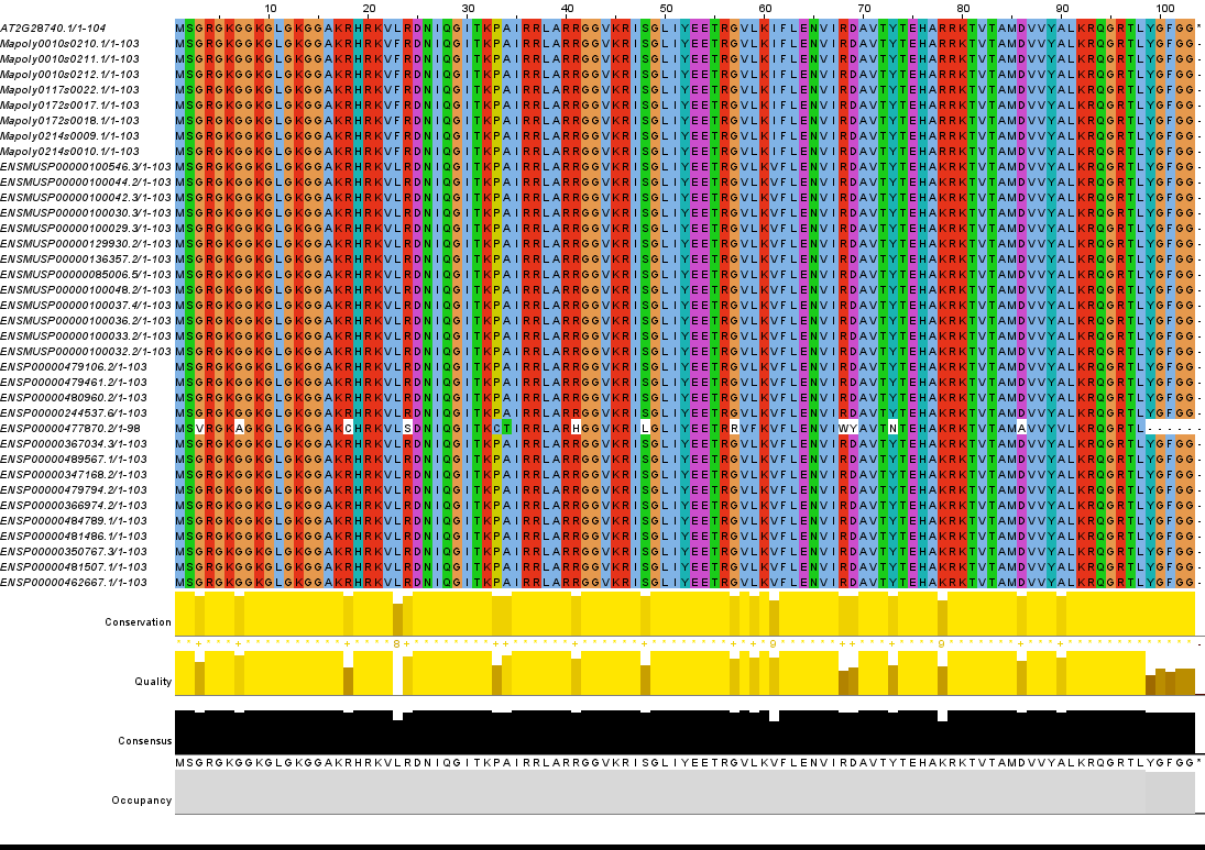 H4 histone multiple sequence alignment across Arabidopsis, Marchantia, mouse, and human