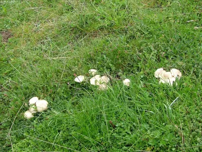 Seta Calocybe gambosa · Especies
