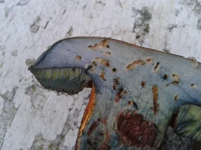Seta · Curso · Especies