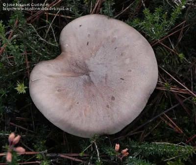 Seta Lepista nebularis · Especies