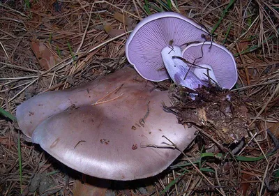 Seta Lepista nuda · Especies