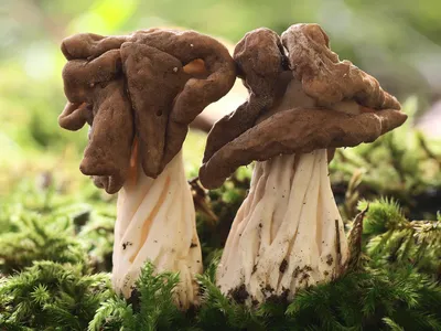 Seta · Catálogo Fungipedia