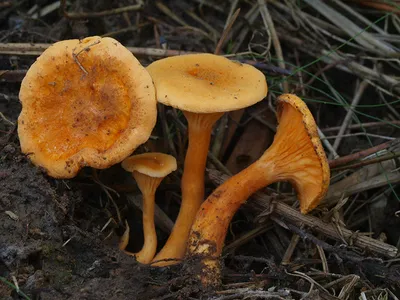 Seta · Catálogo Fungipedia