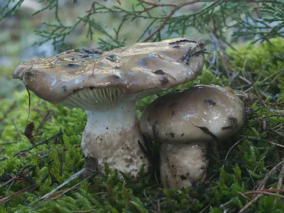 Seta · Catálogo Fungipedia