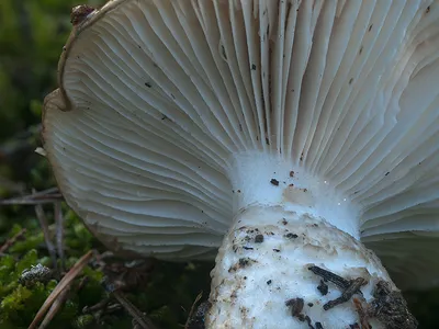 Seta · Catálogo Fungipedia