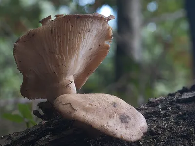Seta · Catálogo Fungipedia
