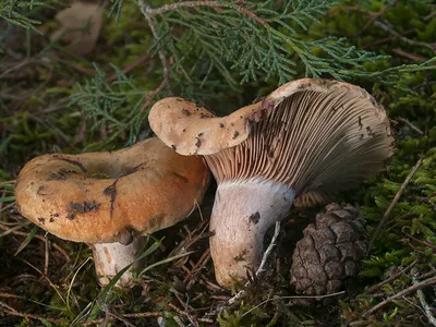 Seta · Catálogo Fungipedia