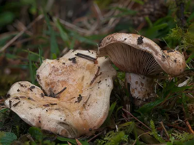 Seta · Catálogo Fungipedia