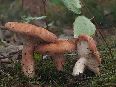 Seta · Catálogo Fungipedia