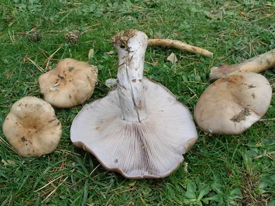 Seta · Catálogo Fungipedia