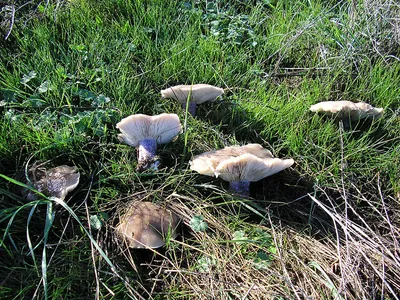 Seta · Catálogo Fungipedia