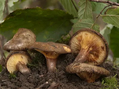 Seta · Catálogo Fungipedia