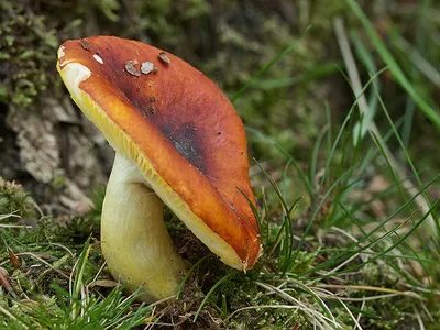 Seta · Catálogo Fungipedia