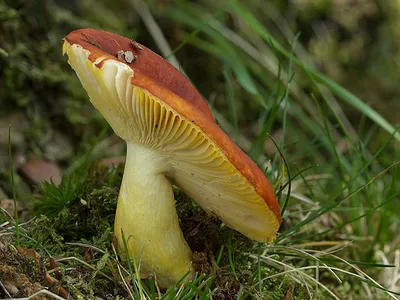 Seta · Catálogo Fungipedia