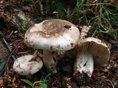Seta · Catálogo Fungipedia
