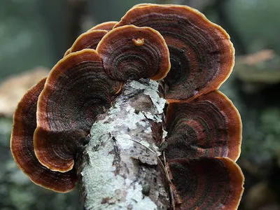 Seta · Catálogo Fungipedia