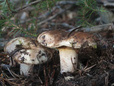 Seta · Catálogo Fungipedia