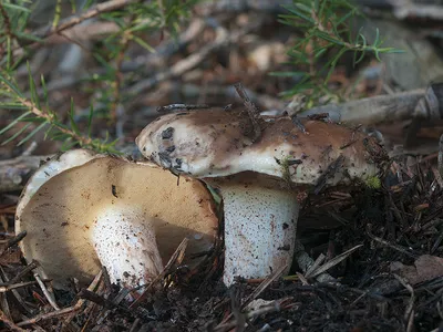 Seta · Catálogo Fungipedia