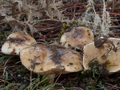 Seta · Catálogo Fungipedia