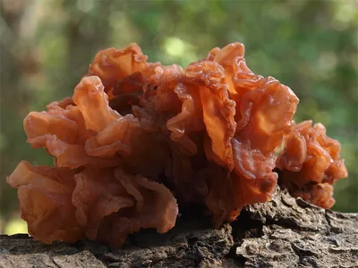 Seta · Catálogo Fungipedia