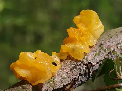 Seta · Catálogo Fungipedia