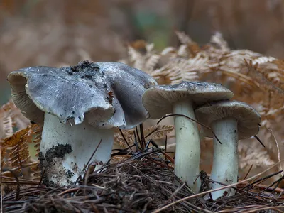 Seta · Catálogo Fungipedia