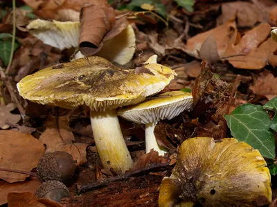 Seta · Catálogo Fungipedia