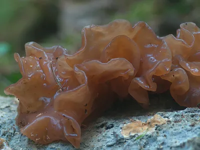 Seta · Catálogo Fungipedia