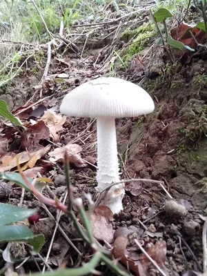 Seta · Catálogo Fungipedia