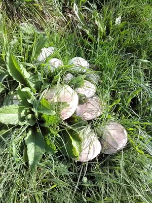 Seta · Campo