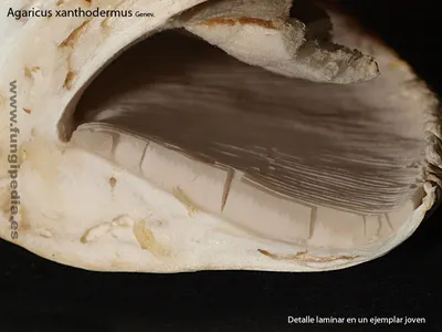 Seta · Catálogo Fungipedia