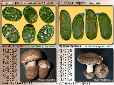 Seta · Catálogo Fungipedia