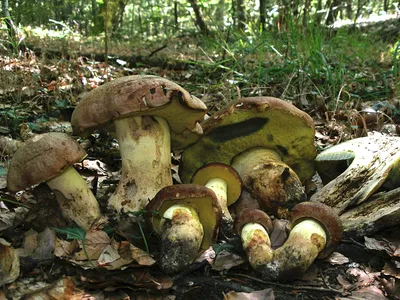 Seta · Catálogo Fungipedia