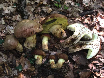 Seta · Catálogo Fungipedia