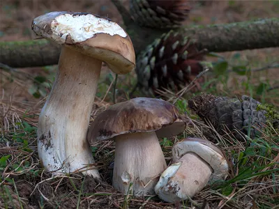 Seta · Catálogo Fungipedia