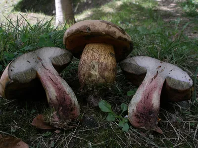 Seta · Catálogo Fungipedia