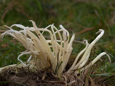 Seta · Catálogo Fungipedia