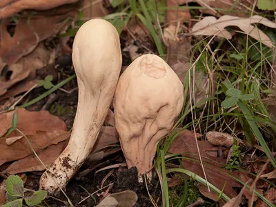 Seta · Catálogo Fungipedia