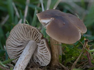 Seta · Catálogo Fungipedia