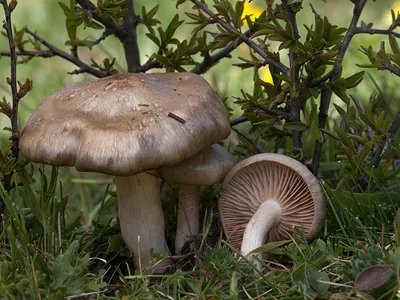 Seta · Catálogo Fungipedia