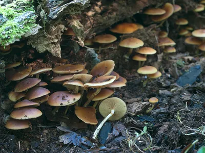 Seta · Catálogo Fungipedia